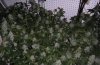 DSCN1529.jpg