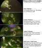 trichome_chart.jpg