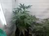 IMG_20110422_042932.jpg