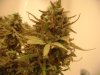 main nug.jpg
