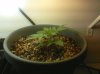 planty.jpg planty.jpg