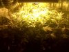 IMG00367-20110426-0832.jpg