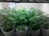 IMG_20110426_154011.jpg