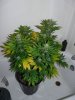 whiteberry 008.jpg