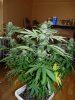 whiteberry 011.jpg