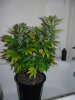 whiteberry 009.jpg