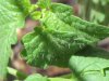 garden] 005.jpg