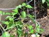 garden] 002.jpg