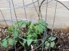 garden] 004.jpg