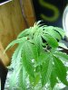 DSC00354.jpg