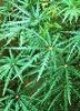 false aralia.jpg