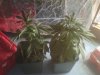 IMG00315-20110427-1744.jpg