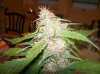Bud 9.jpg