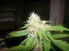 Bud 4.jpg