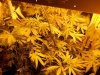 supercrop.jpg