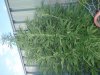 grass2.jpg grass2.jpg