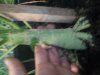 grass4.jpg grass4.jpg
