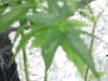 weed 004.jpg