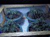 100_0222.jpg