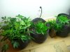 4-30-11 009.jpg 4-30-11 009.jpg