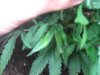 JH1_clone_dense_foliage_and_spots.jpg JH1_clone_dense_foliage_and_spots.jpg