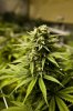 scrog-7.jpg