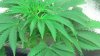 WW-yellowtips2.jpg WW-yellowtips2.jpg