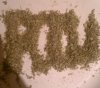 1304305082-picsay.jpg