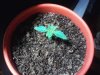 Afghani#1.jpg