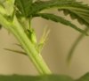 pot3.JPG