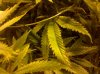 IMG_20110502_232614.jpg