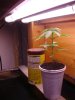 DSC04404.jpg