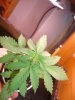 DSC04398.jpg