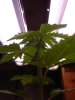 DSC04400.jpg