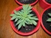 DSCN3245.jpg DSCN3245.jpg