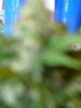 whiteberry 003.jpg