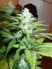 whiteberry 007.jpg