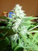whiteberry 004.jpg