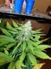 whiteberry 016.jpg