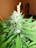 whiteberry 015.jpg