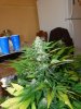 whiteberry 011.jpg