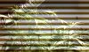 IMAG0106.jpg