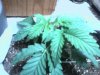 Photo0333.jpg