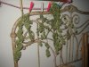DSCN3244.jpg