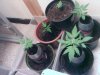 IMAGE_00065.jpg