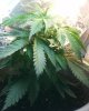 DSC01381.jpg