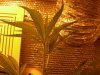 DSCN0680.jpg