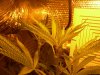 DSCN0678.jpg