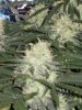 NUGS.jpg