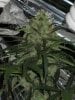 BUD2.jpg